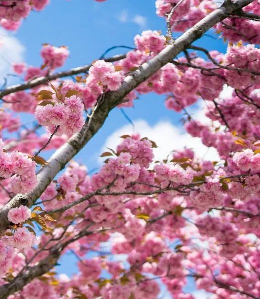 Prunus serrulata 'Kanzan'